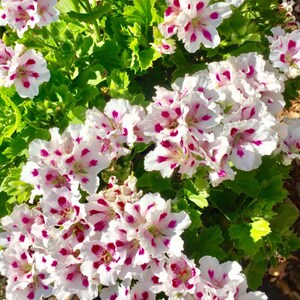 Può includere: Primo piano di un gruppo di fiori di geranio bianchi con vivaci macchie e segni magenta. I fiori sono circondati da lussureggianti foglie verdi, creando un contrasto sorprendente. L'immagine cattura la bellezza della pianta fiorita.