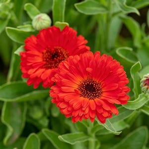 Semillas de caléndula – Semillas de flores de caléndula de colores variados (variedad antigua)