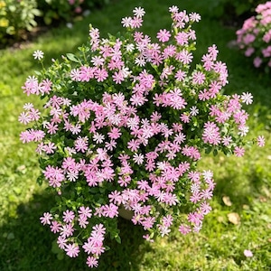 Puede incluir: Vista superior de una planta floreciente con numerosas flores rosas pequeñas en forma de estrella. La planta tiene un follaje verde denso y se encuentra sobre un fondo de hierba verde, creando una estética natural de jardín.