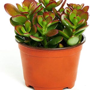Crassula Ovata ‘Jade Plant’ (Planta de Jade) – Suculenta sana seleccionada a mano en maceta de 10 cm.