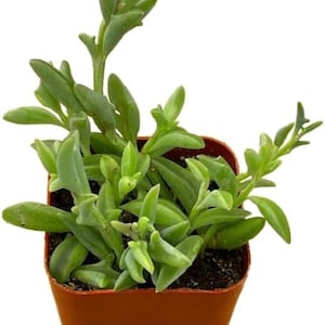 May include: A small succulent plant with light green, elongated, pointed leaves growing in a square, terracotta-colored plastic pot filled with dark potting soil. The plant features multiple stems extending upwards and outwards from the center.