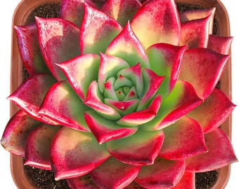 生きたエケベリア・アガボイデス多肉植物 | 根付き2インチの室内植物