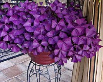 Bulbos de Oxalis Triangularis – Bulbos de flor da sorte em forma de trevo roxo para plantio em ambientes internos e externos.
