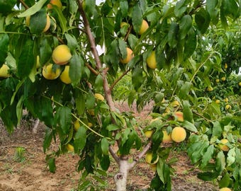 honey peach tree seedling,potted planting in courtyards, gardens, and balconies