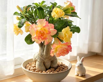 Desert Rose Adenium Obesum Live Plant | Bicolor Flower Bonsai, Boho Home Decor