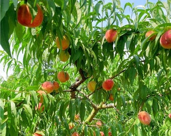 Peach Tree Bare Root, Live Hardy Fruit Tree,Easy to Grow, Outdoor Garden
