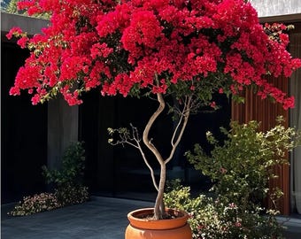 Red Bougainvillea Spectabilis Seedling, Flowering Climbing Shrub, Ideal for Garden, Balcony, Fence and Yard Decor