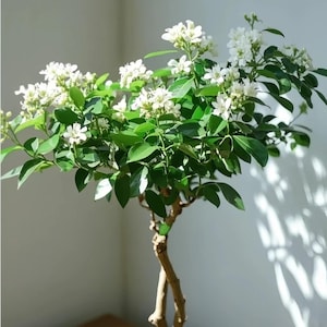 May include: A small, potted plant with a brown trunk and branches. The plant features vibrant green leaves and clusters of small, white flowers. The plant is set against a plain white background, with sunlight casting shadows.