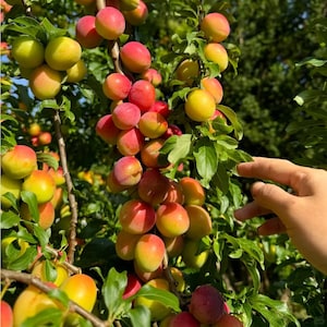 May include: A cluster of ripe plums hanging from a tree branch, displaying a gradient of colors from bright yellow to deep pink and red. The fruit is round and smooth, nestled among vibrant green leaves under natural sunlight in an orchard.