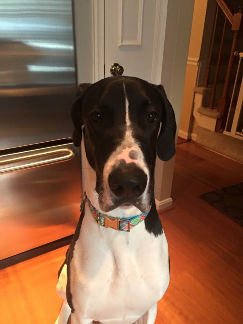 UPGRADE to Silver Hardware Jazzy J Designs Collar