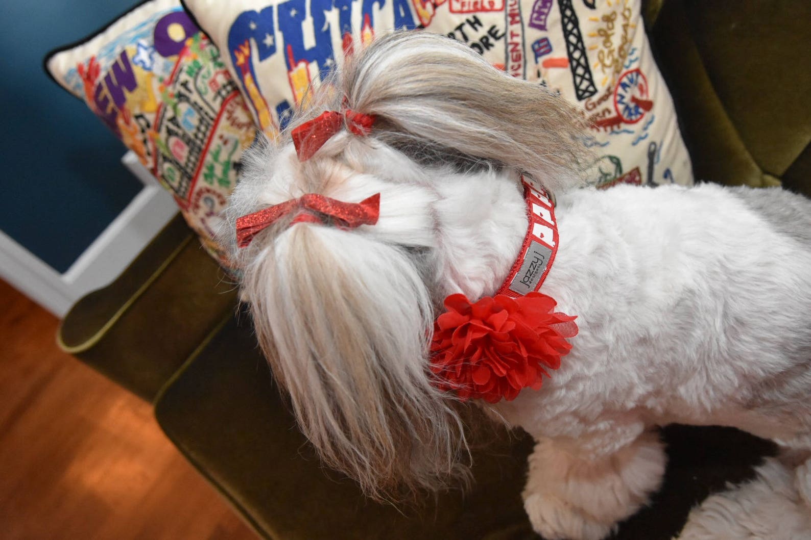 JAZZY J EXCLUSIVE Sweet Home Alabama Dog Collar Etsy