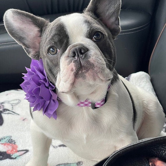 Purple flower cheap dog collar
