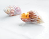Two Seashells Scented Candles, Mermaidcore Decor, Beach Wedding Decoration, Birthday Gift, Hygge Home Decor, Christmas Gift