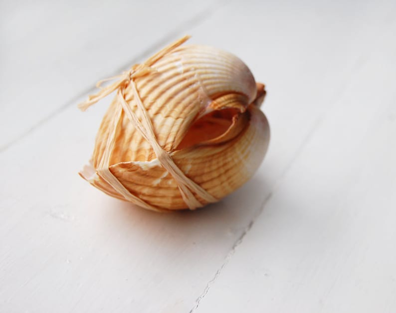 Scented Handmade Seashell Candles Set of Two Gift for Etsy