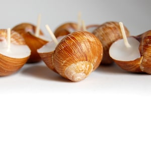 Snails shell scented candles, set of 10, cute little gift for someone you love, home scents