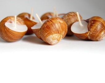 Snails shell scented candles, set of 10, cute little gift for someone you love, home scents