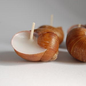 Snail Shell Candles Set of 6, Scented Eco Friendly Candles, Christmas Gift, Housewarming Gift, Hygge Home Decor, Home Scents image 5