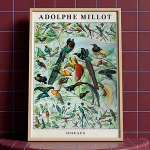 Adolphe Millot Birds Wooden Framed MDF Print, Vintage Oiseaux Zoological Art, Scientific Gallery Wall Decor
