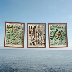 Wooden Framed Adolphe Millot Birds Print Set of 3, Vintage Oiseaux Zoological Art, Scientific Gallery Wall Decor