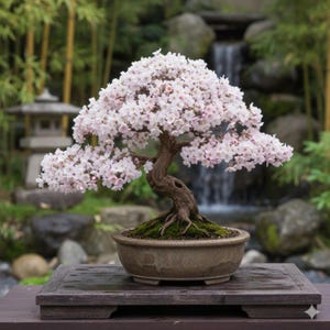 wilder bonsai Evergreen Pine Bonsai