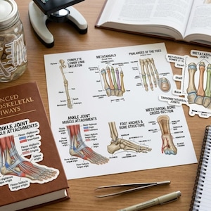 May include: A collection of anatomical stickers featuring detailed illustrations of human foot and ankle skeletal structures, muscle attachments, and bone cross-sections, with labels including Metatarsals, Phalanges, and Ankle Joint Muscle Attachments.