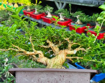 Premna Microphylla Bonsai Tree, Real Picture.