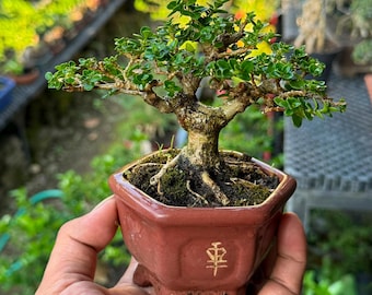 Premna Microphylla Bonsai Tree, Real Picture, Shohin