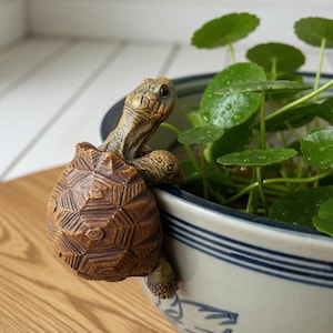 May include: A detailed brown turtle ornament decorates the edge of a blue and white ceramic plant pot. The turtle has a textured shell and detailed features. Green plants with round leaves are in the pot. The scene is set on a wooden surface.
