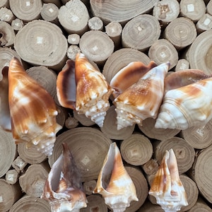 May include: Several conch shells with brown and white markings, displayed against a backdrop of wooden cross-sections. The shells feature a spiral form and a pointed tip. The background is composed of wooden circles of varying sizes.