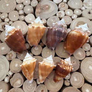 May include: An assortment of conch shells in various shades of brown and tan, with white tips. The shells are arranged on a background of light brown, cross-cut wooden discs, creating a natural, coastal theme.
