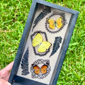 May include: A rectangular black shadow box frame containing three preserved butterflies mounted on a light beige fabric background. Each butterfly is centered within a black ornate frame graphic, interspersed with black fern leaf illustrations.