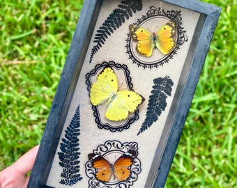 Quadro com borboletas reais de 12,7 x 25,4 cm (5 x 10 polegadas): Laranja Enxofre, Limão Emigrante e Tigre Simples.