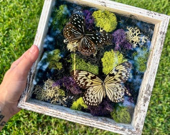 8x8in Framed Real Dark Blue Tiger & Rice Paper Butterfly