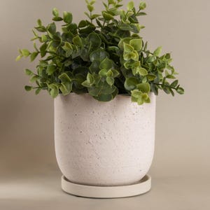 Puede incluir: Una pequeña maceta redonda, de color blanco roto y texturizada, con un platillo a juego, contiene una planta verde vibrante. La planta tiene muchas hojas pequeñas y redondas. La maceta tiene un diseño sencillo y moderno, apto para interiores o exteriores.