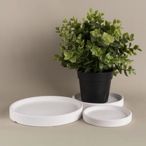 May include: A small, green leafy plant in a black pot sits on a white plant saucer. Two additional white saucers are in front of the plant. The background is a solid, neutral color.