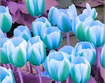 Bulbi di tulipano verdi rari (confezione da 5) – Tulipani Rembrandt bianchi e verdi, fiori da giardino primaverili facili da coltivare