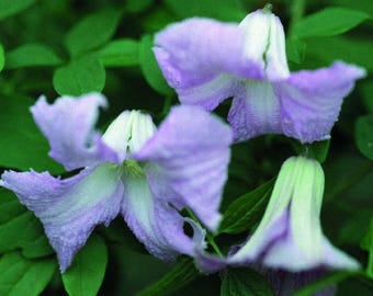 Semillas de Clematis Betty Corning / Flor de campanilla azul pálido fragante / Enredadera perenne resistente / Clematis Viticella rara