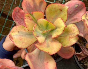 エケベリア 'フラミンゴ' バリエガタ、ロゼット幅 5インチ、斑入りの大型多肉植物