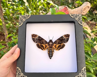 Ejemplar de polilla calavera: Insecto decorativo gótico enmarcado, vitrina de curiosidades entomológicas (marco de 7 x 7 pulgadas)