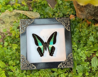 Real green butterfly frame