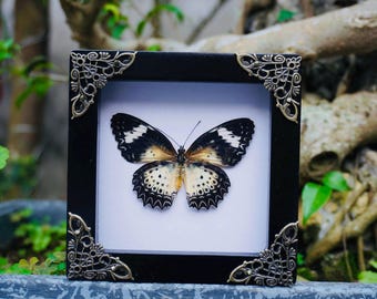Arte de mariposas preservadas en negro y crema