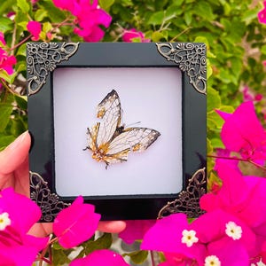Puede incluir: Un espécimen de mariposa enmarcado con alas delicadas y translúcidas y patrones intrincados. La mariposa se exhibe en un marco cuadrado negro con detalles ornamentados en las esquinas. El fondo presenta vibrantes flores de buganvillas rosas.
