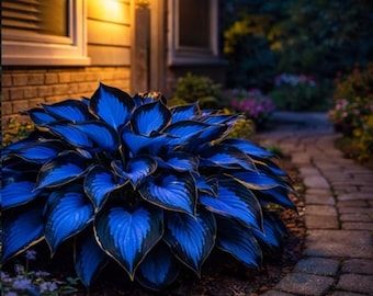 Blue Hosta Live Plant | Rare Powder Blue Halcyon Shade Perennial | Hardy Garden Foliage | Large Leaf Indoor Outdoor Plant