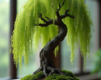 Żywe drzewko bonsai z wierzby płaczącej w doniczce | Rzadkie miniaturowe drzewko bonsai z wahadłem | W pełni ukorzeniona roślina doniczkowa | Idealny prezent ogrodniczy