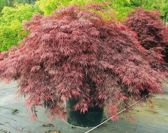 Live Red Dragon Japanese Maple Plant | Acer Palmatum 'Red Dragon' Weeping Red Japanese Maple | Potted Dwarf Red Leaf Maple Plant