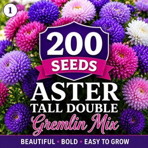 May include: A packet of 200 Aster Tall Double Gremlin Mix seeds featuring a vibrant display of purple, pink, and white aster flowers. The text reads 200 SEEDS ASTER TALL DOUBLE Gremlin Mix, with the additional text BEAUTIFUL BOLD EASY TO GROW.