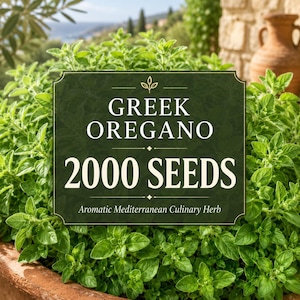 May include: A dark green rectangular label with white text reading GREEK OREGANO 2000 SEEDS Aromatic Mediterranean Culinary Herb, centered over a lush, vibrant green oregano plant growing in a terracotta pot, with a blurred outdoor background.