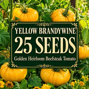 Könnte beinhalten: Ein dunkelgrünes rechteckiges Schild mit cremefarbenem Text, der YELLOW BRANDYWINE 25 SEEDS Golden Heirloom Beefsteak Tomato lautet, platziert vor mehreren großen, reifen, goldgelben Fleischtomaten an grünen Ranken.