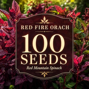 May include: A dark brown rectangular sign with decorative edges featuring the text RED FIRE ORACH, 100 SEEDS, and Red Mountain Spinach in gold lettering, positioned in front of vibrant red and green foliage of the plant in a natural outdoor setting.