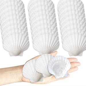 May include: Multiple stacks of white scallop shells are shown, with some held in a hand. The shells have a ribbed texture and a fan-like shape. The shells are a bright white colour.